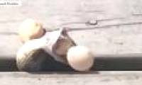 Snakes swallow 4 eggs, have trouble, buckling vomiting