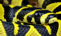 Snakes with colorful and unique patterns in Vietnam!