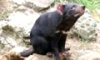 Social network - the factor that makes Tasmanian devil in danger of extinction