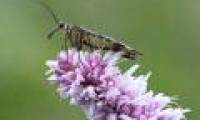'Soi' scorpion flies have violent sex life