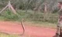 Soldier does not catch the king cobra