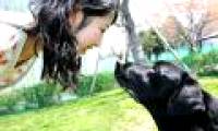 Solution to affection between humans and pets