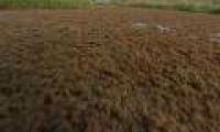 Solution to kill mulberry flowers on Till river