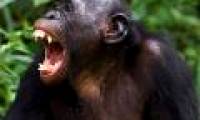 Solve the yawning chain effect in animals