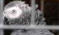 Some animals are famous for their human speaking