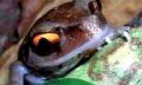 Some Asian frog species may become extinct before being discovered