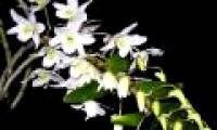 Some experience growing orchids