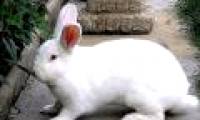 Some points to keep in mind when raising rabbits