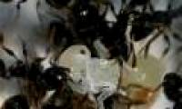 Some similarities between ants and people we don't know yet