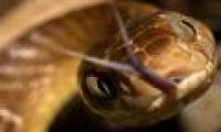 Sophisticated, sneaky snake species