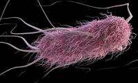 Sound-controlled bacteria kill cancer cells