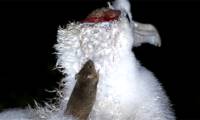 South Africa will exterminate 1 million rats on Marion Island
