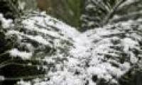 South Africans are busy catching the rare snow