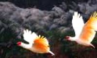 South Korea 'revived' extinct birds for 40 years