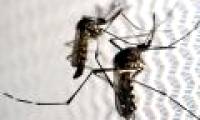 Southeast Asia is afraid of drug-resistant malaria