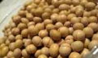 Soybeans can lead to infertility