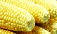 Spain saved nearly 200 million euros thanks to genetically modified corn