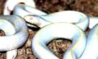 Spain's island declared war on albino python
