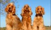 Spanhanh Anh: the world's worst dog breed?