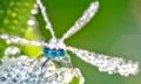 Sparkling frost-covered insects