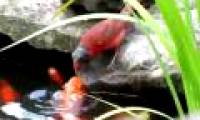 Sparrows feed on goldfish