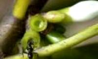Special ants plant trees to nest on Fiji island