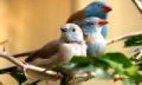 Special communication methods of animals