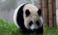 Special sex life of panda
