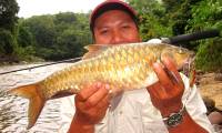 Specialty fish 'vong bat lieu ngu' is more expensive than gold but still sought after
