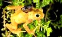 Species of extinct to survive in the laboratory