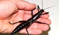 Species thought to be extinct for more than 100 years suddenly 'revived' spectacularly, making scientists extremely happy