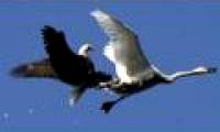 Spectacular aerial battle