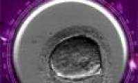 Speed ​​up the process of developing artificial insemination
