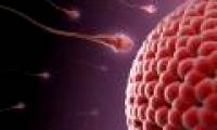 Sperm bank denies red hair