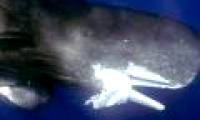 Sperm fish chew giant squid