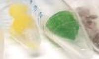 Spider eggs may be mistaken for candy colors