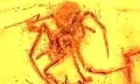 Spider fossils attack hornets