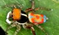 Spider 'peacock'