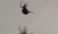 Spider rain in Brazil