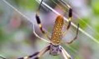 Spider silk is used for electronic computer chips