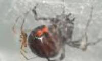 Spider 'sniffs' to identify 'safe' partner