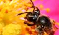 Spider venom can become the savior of bees