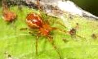 Spiders are getting more aggressive because of climate change