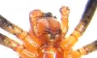 Spiders become good fighters after being castrated