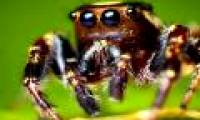 Spiders can 'hear human voices'