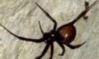 Spiders 'embarrassed' are rare in rotten coffins