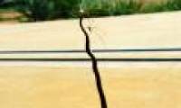Spiders kill snakes, hang corpses on the net to eat slowly