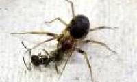 Spiders picky meals to survive