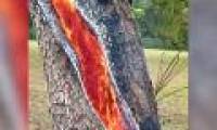 Split trunks caught fire from the inside