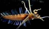 Spooky sea creatures in Indonesia-Philipine waters